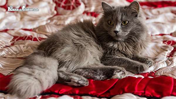 Gato gris - Foto del gato Nebelung 