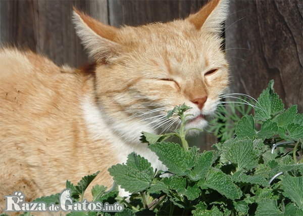Fotografia de un gato oliendo la hierba gatera. O tambien llamada la Hierba gatuna.
