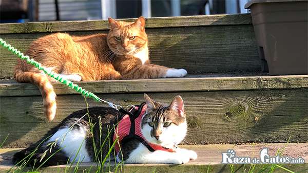 Can you take a cat for a walk? Is the use of the harness necessary?