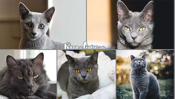Gray Cat – Breeds and Genetics