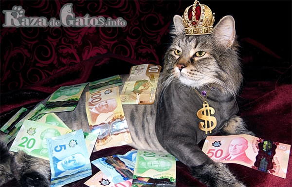 Foto de Gato acostado rodeado de dinero y con corona de oro. Imagen para los 10 gatos mas caros del mundo