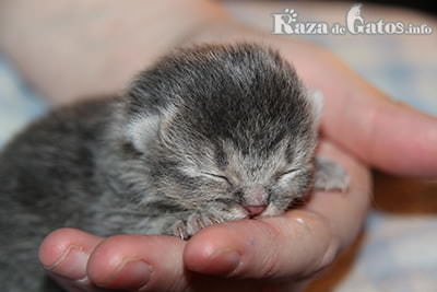 Los 5 gatos más pequeños del mundo