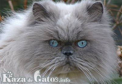Photo du visage du chat himalayen.