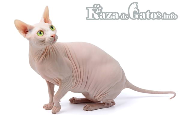 Image of the Hawaiian Hairless cat (In English). Or the Hawaiian Bald Cat.