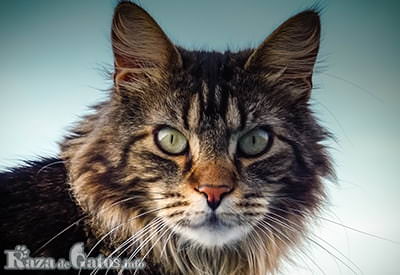 Photo of the Maine Coon Cat.