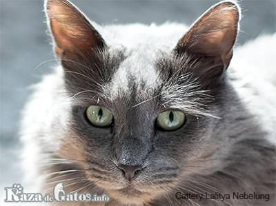 Photo of the Nebelung Cat.