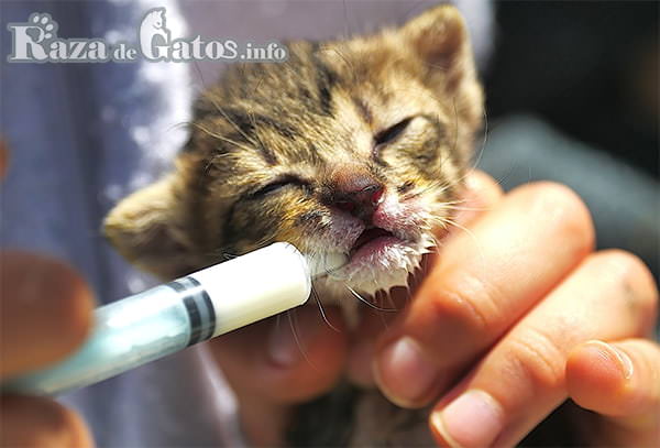 Cachorro de gato enfermo tomando leche con jeringa. Fotografia para las 10 enfermedades mas comunes en los gatos.