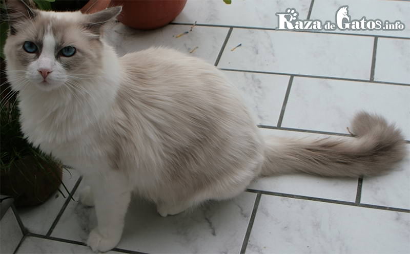 Образ рэгдолла. Считается самой ласковой кошкой в мире.