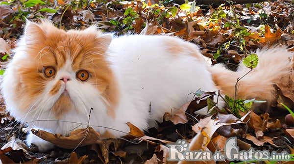 Image de la race de chat persan - razadegatos.info - Les chats les plus chers de la planète.