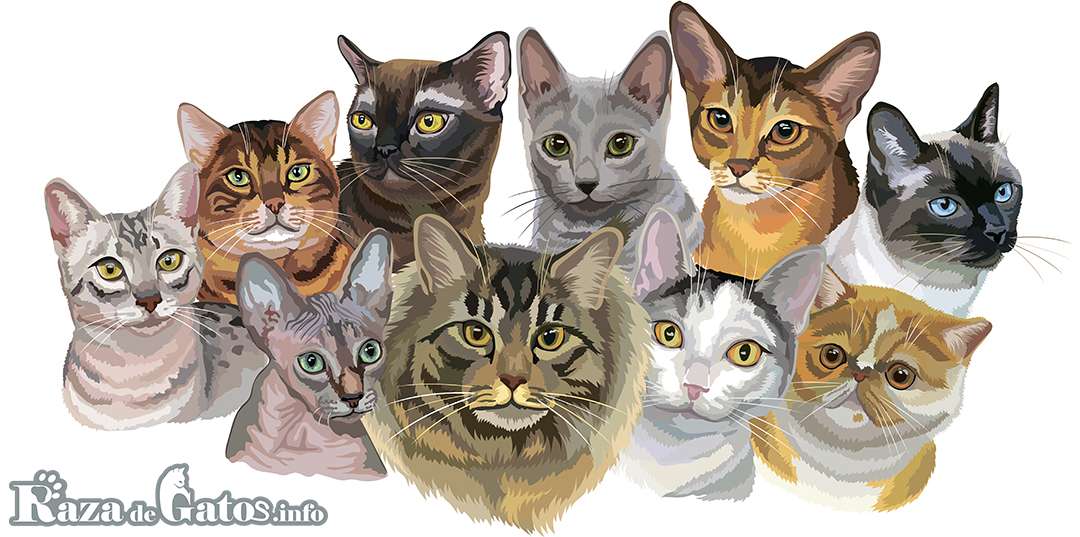 Image of the Egyptian Mau, Somali, Burmese, Russian Blue, Abyssinian, Thai, Peterbald, Maine Coon, Japanese Bobtail, Exotic.