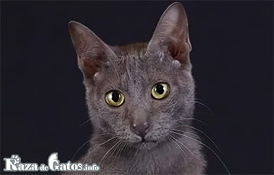 Raas cat (Busok) » razadegatos.info