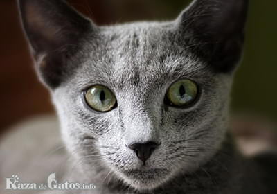 Image of the face of the Russian Blue cat.