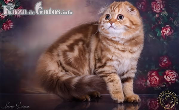 Foto de la Raza de gato Scottish Fold – Gatos mas caros del mundo