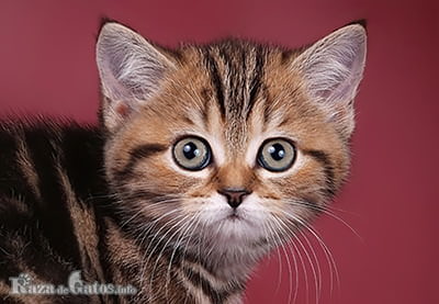 Foto de la Cara del gato scottish straight