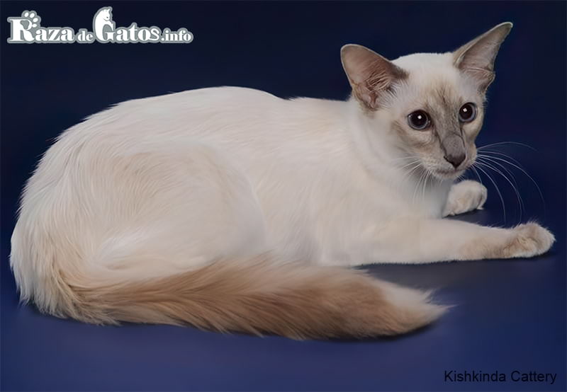 Balinese cat posing for a photo.