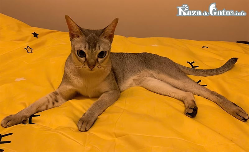 Foto del Singapura conocido en Singapur como "Gato de alcantarilla" por su pequeño tamaño.