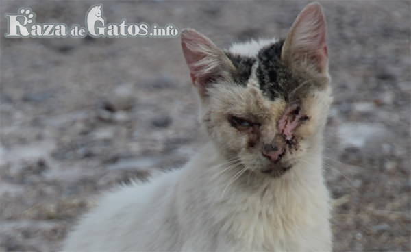 Gato con falta de pelo en la cara por culpa de hongo/tiña. 10 enfermedades en los gatos más comunes.