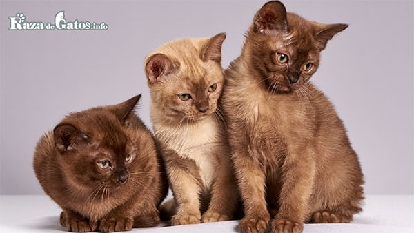 3 gatos de la raza burmés. ¿Hasta qué edad crecen los gatos?