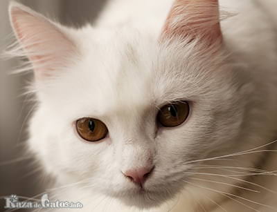 Foto do rosto do gato angorá turco.