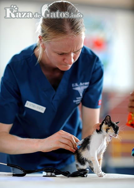 Fotografía de una Veterinaria vacuna gatito bebe. Cuidados de un gatito bebé.