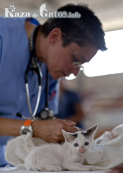 Veterinaria revisando estado de salud de gatito - razadegatos.info